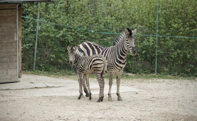 Med mladiči, ki jih obiskovalci še niso mogli videti v živo, je tudi zebrica Sanaa, skotena v času pandemije. FOTO: Uroš Hočevar