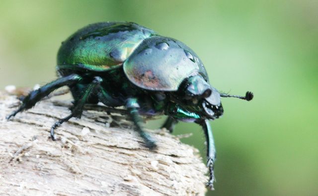 Žuželke so opraševalci, predelovalci odpadnih snovi v naravi in hrana z druge živali. FOTO: Igor Modic/Delo
