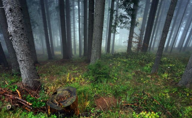 Za marsikaterega lastnika je gozd rezerva, ki zagotavlja socialno varnost, a z njim je treba gospodariti, opozarja Andrej Bončina. FOTO: Tadej Regent