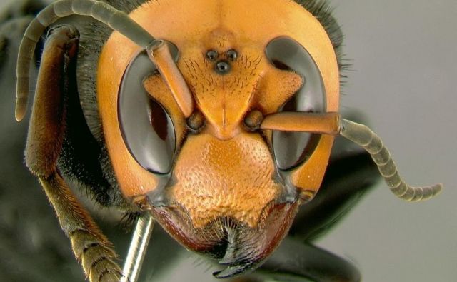 V ZDA je povzročil preplah pojav orjaškega azijskega sršena (na sliki), ki utegne zdesetkati tamkajšnje medonosne čebele. FOTO: Gary Alper/Wikipedia