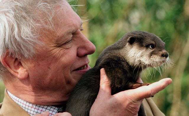 Najbrž ni človeka, ki bi v življenju videl več različnih živali kot David Attenborough. Foto Reuters