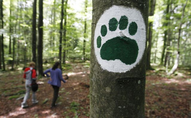 Petega maja je medved med vasema Klada in Želimlje napadel pohodnika. Razlog za napad je bilo presenečenje, saj je moški medveda nehote presenetil od zadaj na zelo kratki razdalji. FOTO: Leon Vidic