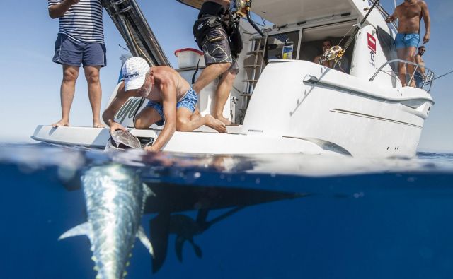 Tako so spustili tuna s trnka, ko so ga ulovili na tekmovanju v Rogoznici. FOTO: Božidar Vukičević / Cropix