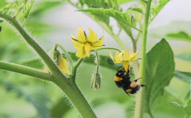 Čmrlji znajo paradižnik prisiliti v hitrejše cvetenje in si tako priskrbijo zgodnejšo pašo. Foto Shutterstock