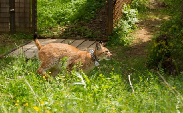 Po Goruju in Katalinu so v naravo izpustili še Borisa. FOTO: Life Lynx