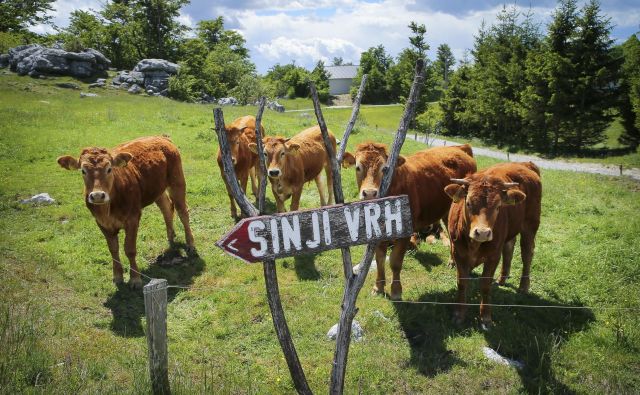 Kar 70 odstotkov kmetijskih zemljišč je namenjenih gojenju hrane za živino. FOTO: Jože Suhadolnik/Delo