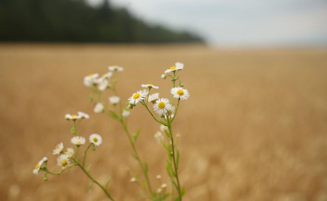 FOTO: Jure Eržen/Delo