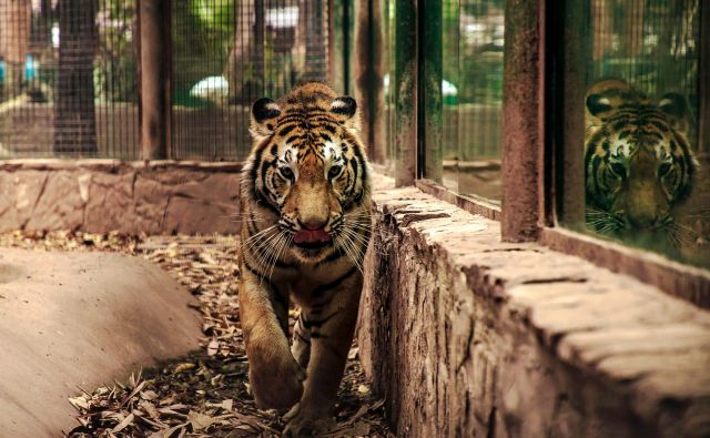 Od sobote je tiger nastanjen v živalskem vrtu v glavnem mestu omenjene zvezne države Madja Pradeš (fotografija je simbolična). FOTO: Rashide Frias/AFP