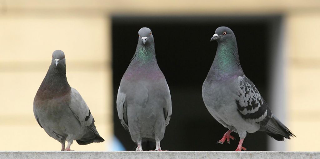 FOTO:Ko na balkonu zagruli golob in si splete gnezdo