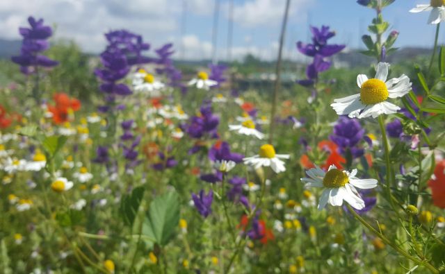 Če komu pojem biodiverziteta nič ne pomeni, naj si predstavlja sebe na pisanem cvetočem travniku. Biodiverziteta je pestrost vsega živega. FOTO: Maja Prijatelj Videmšek