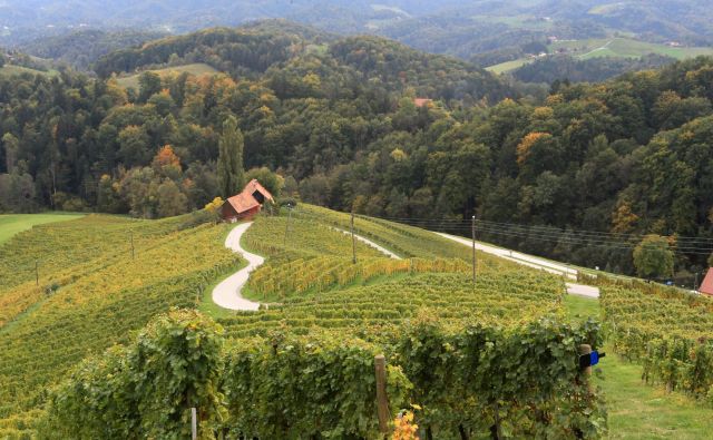 Glavni junak številnih fotografij, ki so omrežile srca po vsem svetu. FOTO: Tadej Regent/Delo