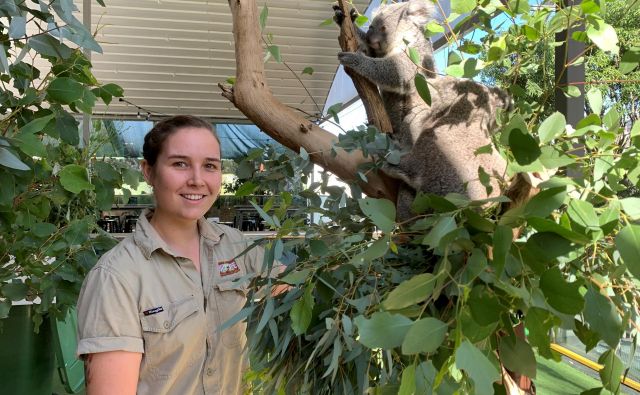 Koale živijo tudi v zveznih državah Viktorija, Queensland in Južna Avstralija. FOTO: Stefica Bikes/Reuters