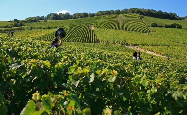 Višje temperature od konca osemdesetih let silijo vinogradnike v zgodnejše trganje grozdja. Foto Olivier Roux/Atout France