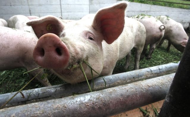 Rejci naj bodo pozorni na zdravstveno stanje svojih prašičev, vsak sum bolezni naj takoj prijavijo in dosledno izvajajo biovarnostne ukrepe. FOTO: Mavric Pivk/Delo