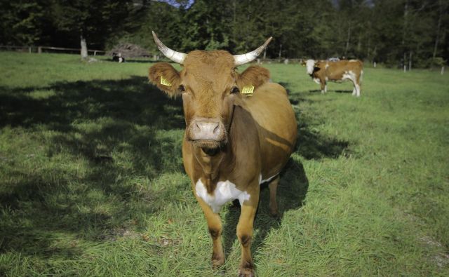 Razprodaji slovenske srebrnine se že krave smejijo po vseh hribih in dolinah. Foto Jože Suhadolnik/Delo