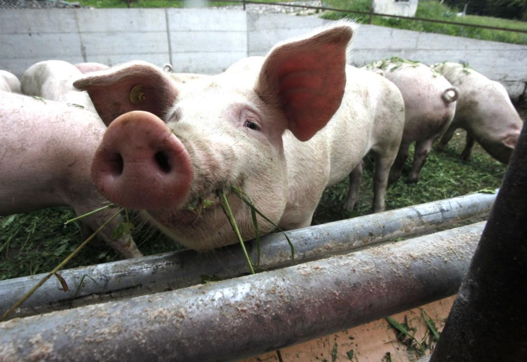 Krmljenje s pomijami največje tveganje za izbruh