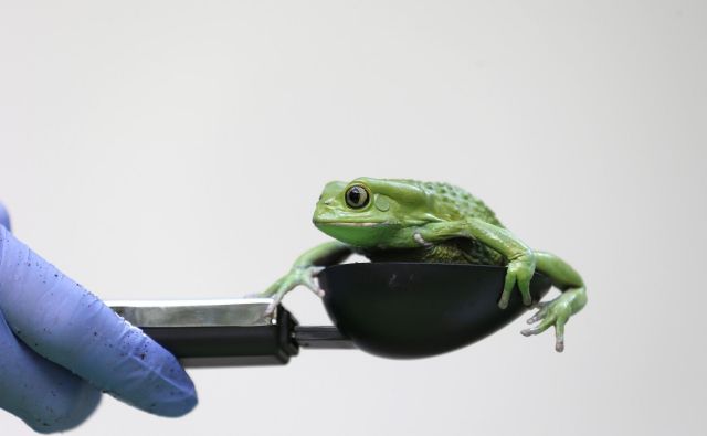 Na fotografiji je sicer drevesna žaba <em>Phyllomedusa sauvagii.</em> FOTO: Suzanne Plunkett Reuters Pictures