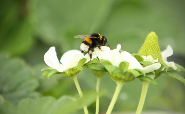 V dokument smernic za zaščito čebel pred pesticidi, ki ga je Efsa objavila leta 2013, so bili vključeni posebni cilji zaščite za medonosne čebele, čmrlje in čebele samotarke, vendar zaradi pritiskov agrokemične industrije ni nikoli zaživel. FOTO: Jure Eržen/Delo