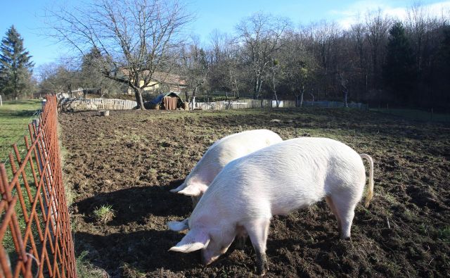 S spodbudami naj bi okrepili varnost preskrbe s hrano na območju države. FOTO: Tadej Regent/Delo