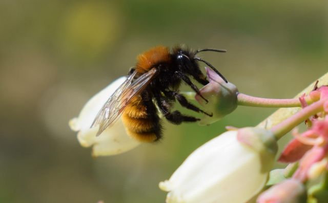 Med državami, ki so naklonjene znižanju standardov za zaščito čebel pred pesticidi, je tudi Slovenija, pobudnica svetovnega dne čebel. FOTO: Blaž Koderman