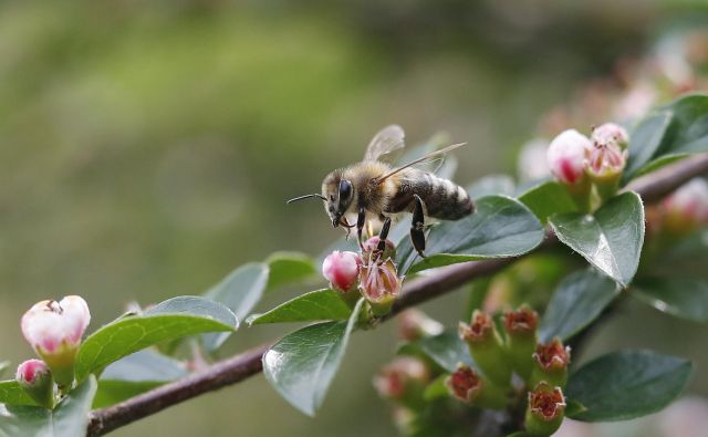 Neoinsekticidi so bistveno bolj toksični za čebele, kot so bili vsi pred tem znani insekticidi, razen nikotina samega. Foto Leon Vidic/Delo