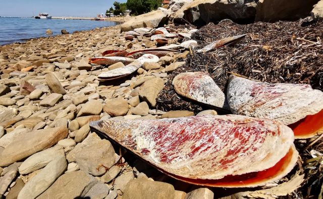 Poginuli leščurji na strunjanski obali Foto Boris Šuligoj