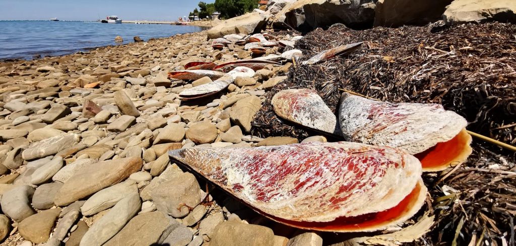 FOTO:Parazit grozi leščurjem v zadnji sredozemski oazi