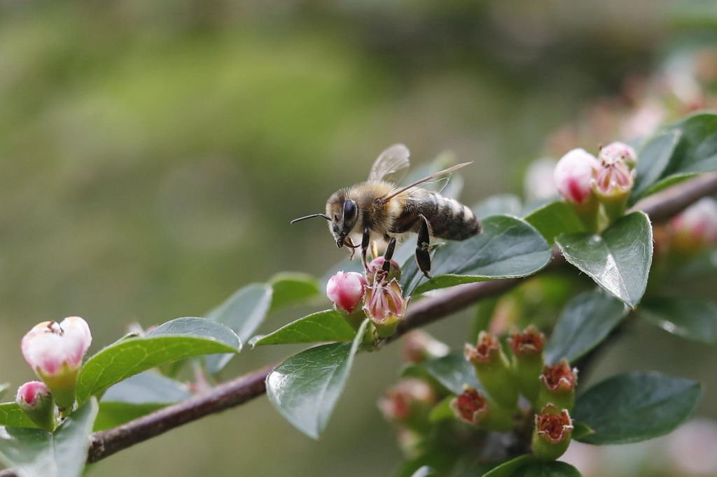 FOTO:Umiranje čebel že vpliva na pridelavo hrane