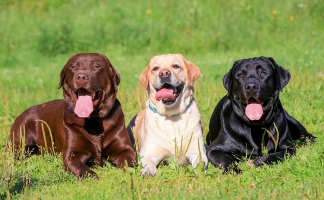 Pasja leta so zapletena reč, če jih pretvarjamo v človeška.<br />
Foto: Shutterstock