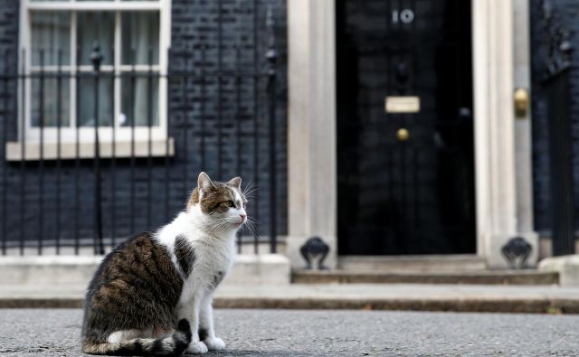 Maček Larry na Downing Streetu živi že deseto leto. Foto: REUTERS/Henry Nicholls