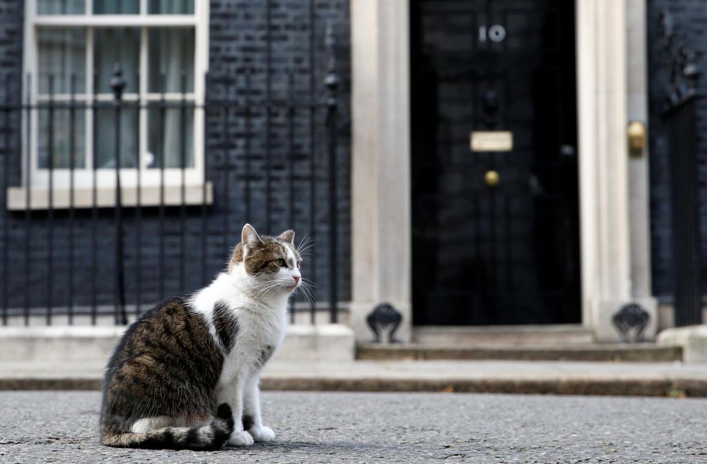 FOTO:Westminstrskim mačkam ni lahko