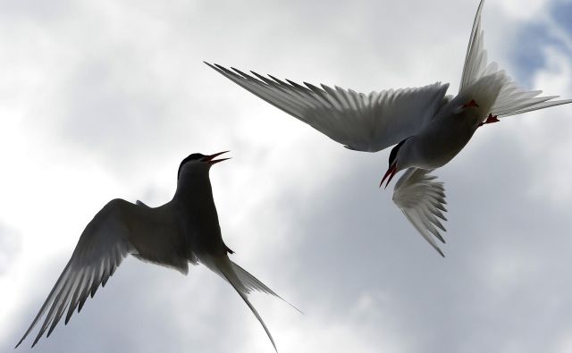 Kako bi lahko bilo življenje samo po sebi brez smisla, če je za polarne čigre dovolj dragoceno, da vsako leto preletijo pot od enega tečaja do drugega in nazaj? FOTO: Nigel Roddis/Reuters