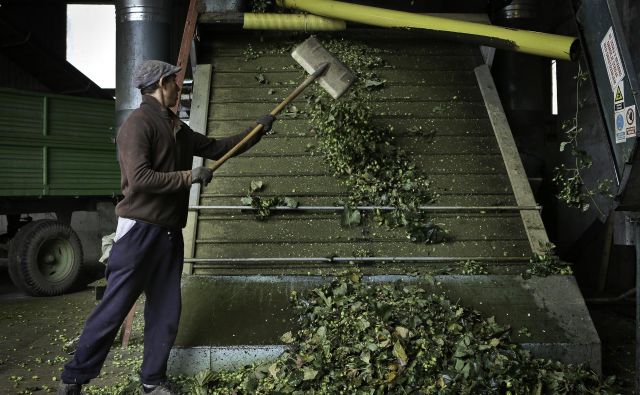 Na hmeljiščih je okoli 300 delavcev iz Romunije, kar je polovico manj, kot so jih hmeljarji potrebovali spomladi. FOTO: Jože Suhadolnik/Delo