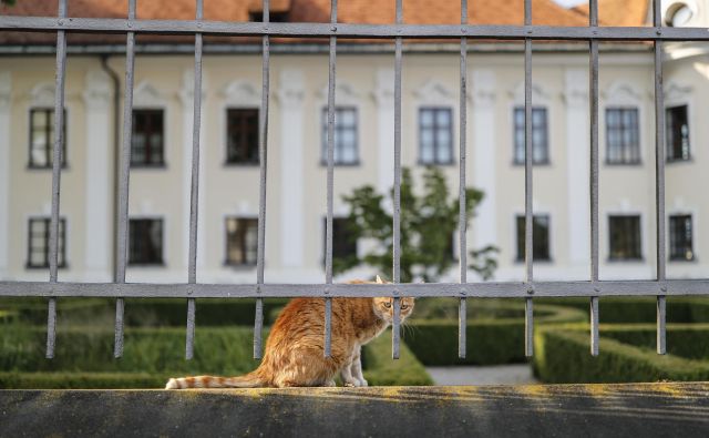 Vseslovenske akcije sterilizacije in kastracije brezdomnih živali po znižanih cenah tudi letos ne bo. FOTO: Uroš Hočevar