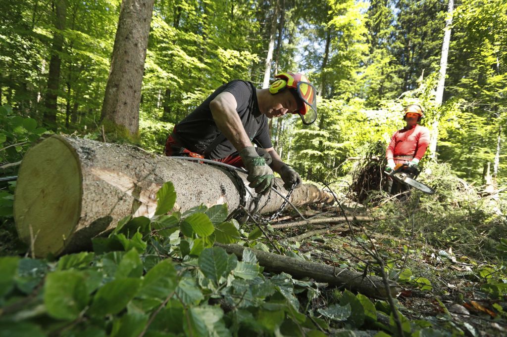 FOTO:Kam izginja les iz slovenskih gozdov?