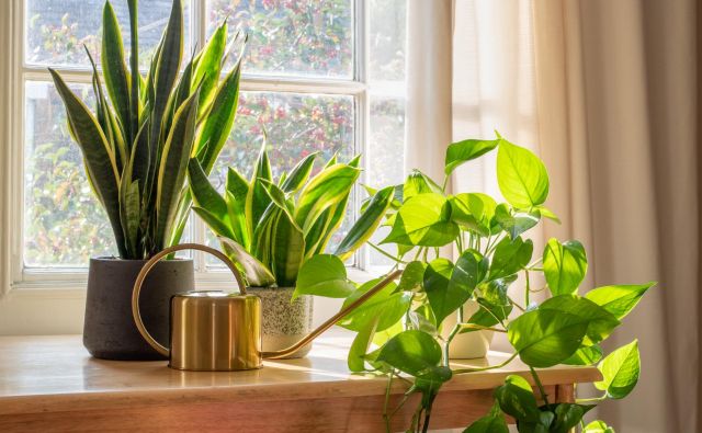 Čeprav okrasne rastline popestrijo prostore in vanje vnesejo življenje, so nekatere lahko otrokom in hišnim ljubljenčkom nevarne. FOTO: Grumpy Cow Studios/Shutterstock