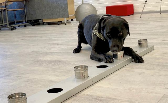 Miina sodi v prvo skupino psov, s katerimi na helsinškem letališču preverjajo, kako pes lahko pomaga človeku pri odkrivanju okužb z novim koronavirusom. FOTO: Attila Cser/Reuters