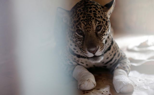 Samica jaguarja Amanaci je utrpela hude opekline. Z matičnimi celicami jo zdravijo v nevladni organizaciji NEX Institute v brazilski zvezni državi Goias. FOTO: Ueslei Marcelino Reuters