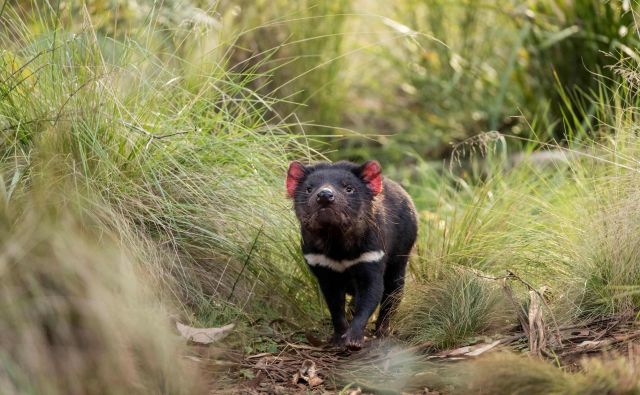 Tasmanski vrag se znova sprehaja po divjini v celinski Avstraliji. FOTO: Aussie Ark, AFP