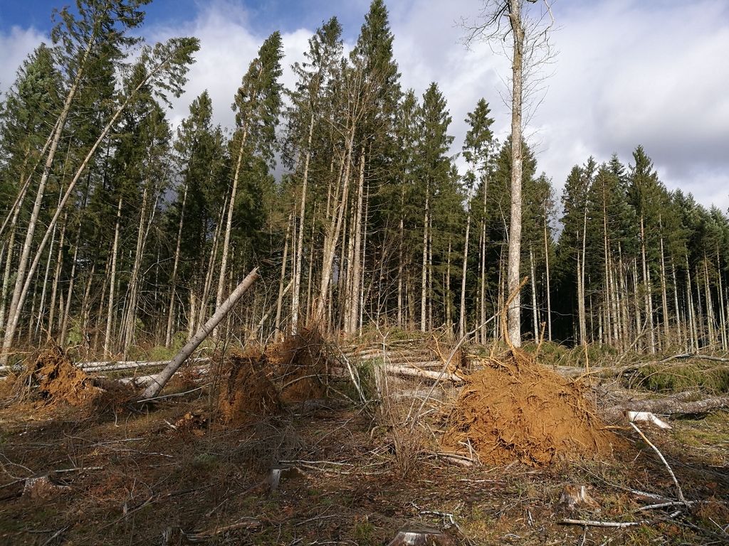 Drugi udarec za slovenske gozdove