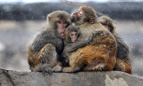 Bodice: Edina zveza z Višegradom