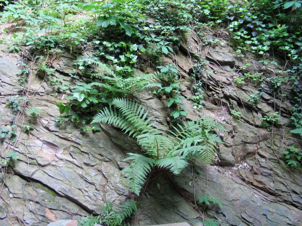 Fosili pričajo o tropskem gozdu v Ljubljani
