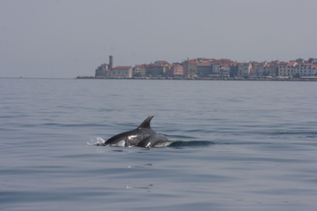 Od človeka je odvisno, koliko časa še želve, delfini in morski travniki