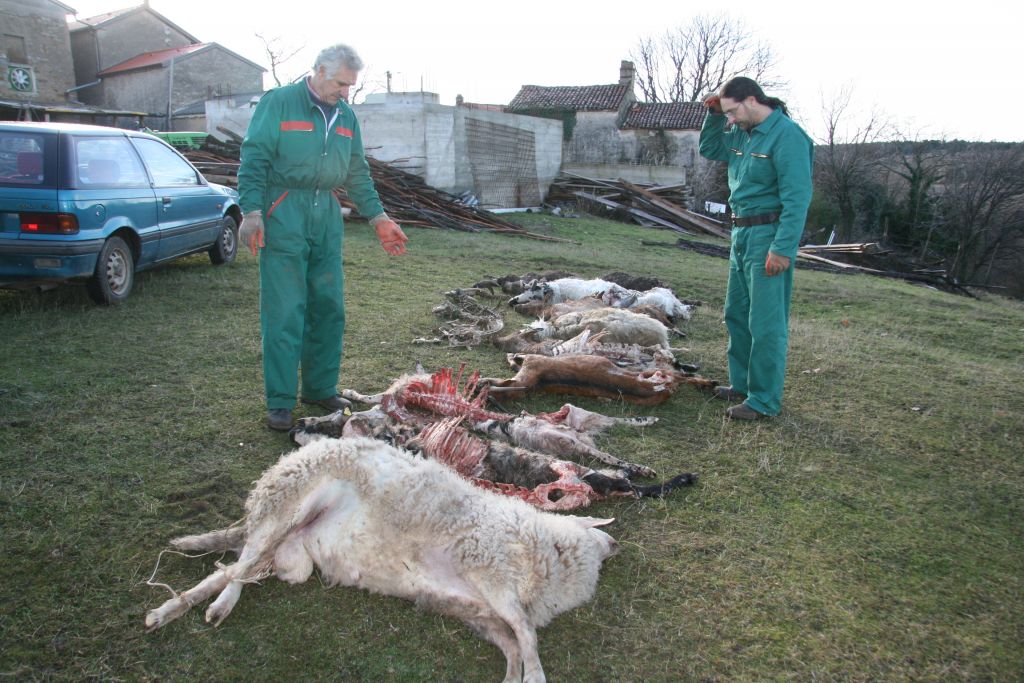 Volkovi bolj zaščiteni kot rejci?