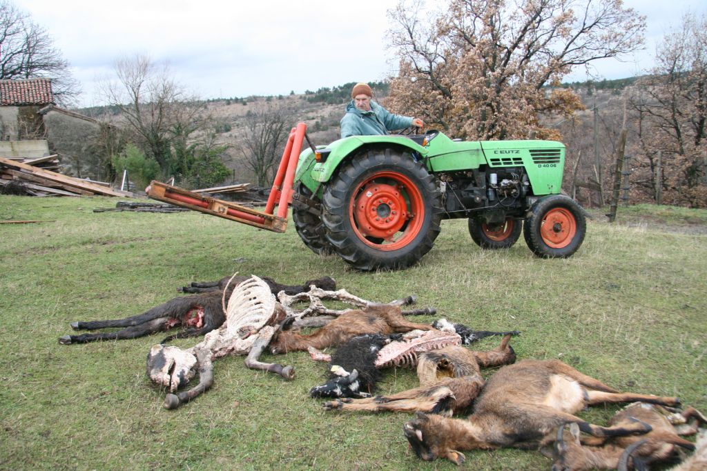 Volkovi na Krasu napadajo vedno večje živali