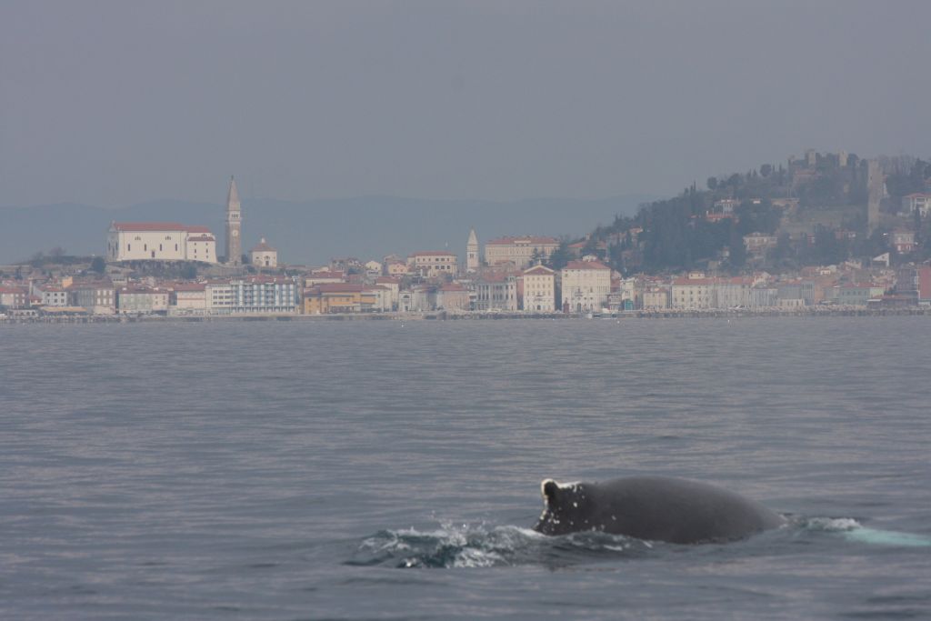 FOTO: Še en kit v Tržaškem zalivu