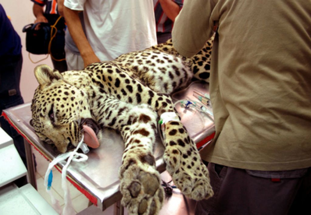 Nepridipravi nehote ukradli še leoparda