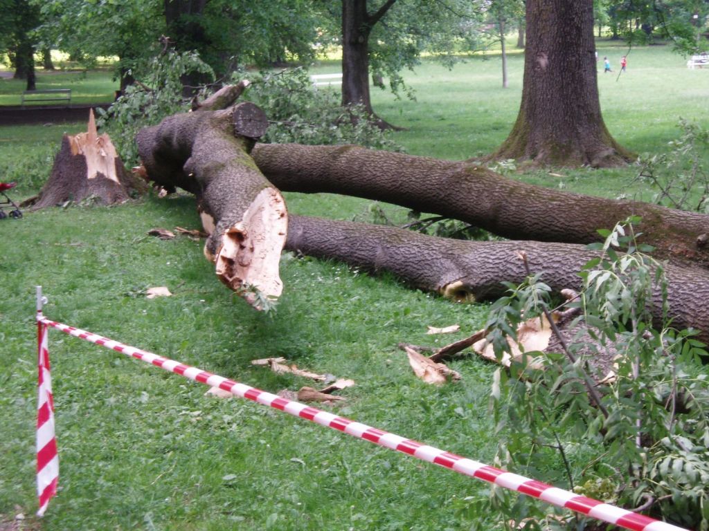 Drevo pod seboj pokopalo Ljubljančanko