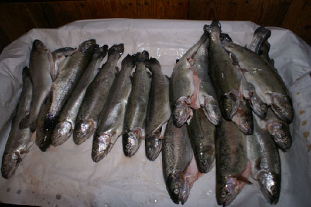 Za zmernejše zmanjševanje ribolovnih kvot