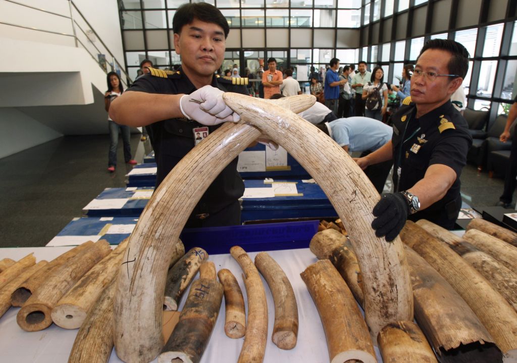 FOTO: Zasegli 411 tisoč evrov vredno slonovino